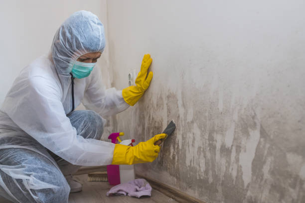 Best Mold Odor Removal Services  in Continental, OH