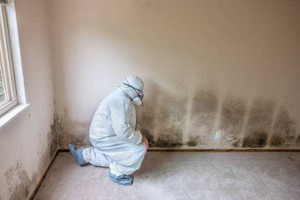 Trusted Continental, OH Mold Prevention & Removal  Experts